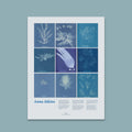 Anna Atkins Cyanotype Print